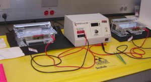 electrophoresis cr vs