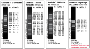 GeneRuler_DNA_Ladder_1